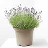 LAVANDA HIDCOTE MACETA 10L