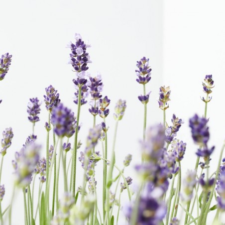 LAVANDA HIDCOTE MACETA 10L
