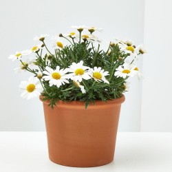 MARGARITA BLANCA