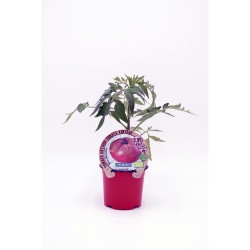 TOMATES COLECCIÓN VARIEDADES ANTIGUAS