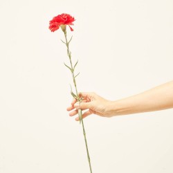 CLAVEL ROJO 67CM TALLO