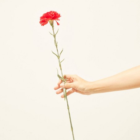 CLAVEL ROJO 67CM TALLO