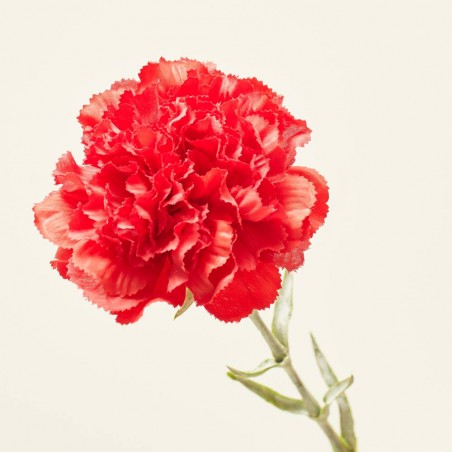 CLAVEL ROJO 67CM TALLO