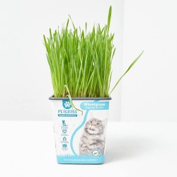 PETGRASS WHEATGRASS - HIERBA MASCOTAS 11X11CM