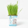 PETGRASS WHEATGRASS - HIERBA MASCOTAS 11X11CM