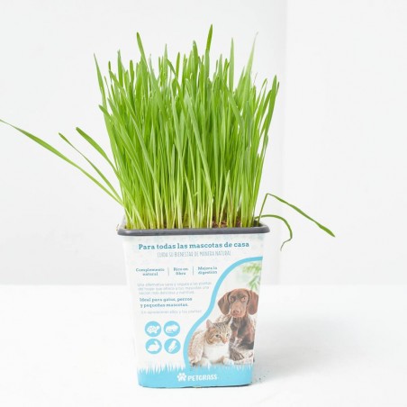 PETGRASS WHEATGRASS - HIERBA MASCOTAS 11X11CM