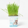 PETGRASS WHEATGRASS - HIERBA MASCOTAS 11X11CM