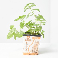 PETGRASS CATNIP - HIERBA GATERA 11X11CM