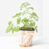 PETGRASS CATNIP - HIERBA GATERA 11X11CM