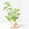 PETGRASS CATNIP - HIERBA GATERA 11X11CM