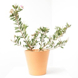 CALLISTEMON ROSA MACETA 3L