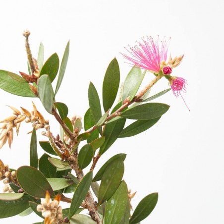 CALLISTEMON ROSA MACETA 3L