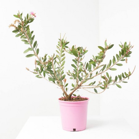 CALLISTEMON ROSA MACETA 3L