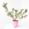 CALLISTEMON ROSA MACETA 3L