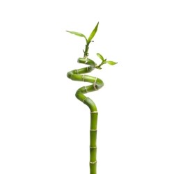 LUCKY BAMBU ESPIRAL