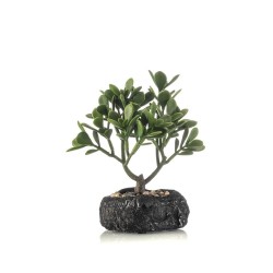 CARSSULA BONSAI 24CM MACETA