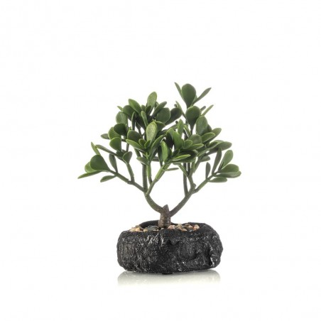 CARSSULA BONSAI 24CM MACETA