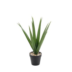 DRACENA UV 48CM MACETA