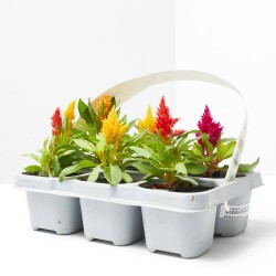 CELOSIA BANDEJA 6UDS