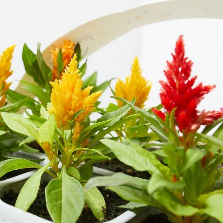 CELOSIA BANDEJA 6UDS