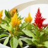 CELOSIA BANDEJA 6UDS