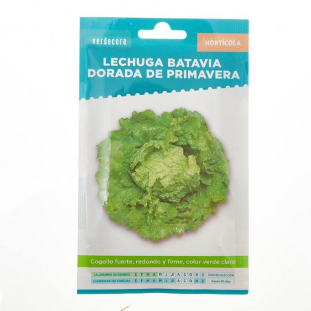 SEMILLAS LECHUGA BATAVIA DORADA PRIMAVERA VERDECORA