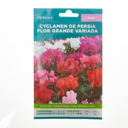 SEMILLAS CYCLAMEN VERDECORA