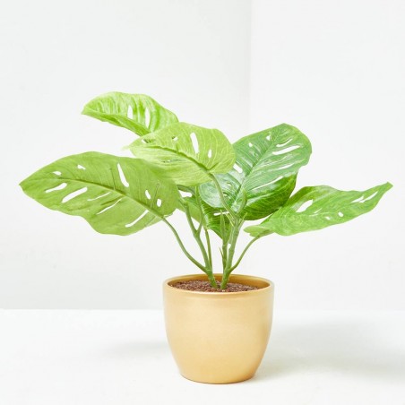 MONSTERA MONKEY MACETA DORADA 30CM