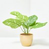 MONSTERA MONKEY MACETA DORADA 30CM