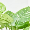 MONSTERA MONKEY MACETA DORADA 30CM