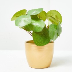 PILEA MACETA DORADA 22CM