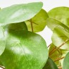 PILEA MACETA DORADA 22CM