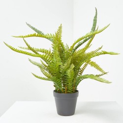 HELECHO BOSTON MACETA 55CM
