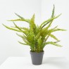 HELECHO BOSTON MACETA 55CM
