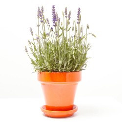 ESPLIEGO MACETA 14CM