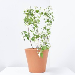 CELINDO MACETA 3 LITROS