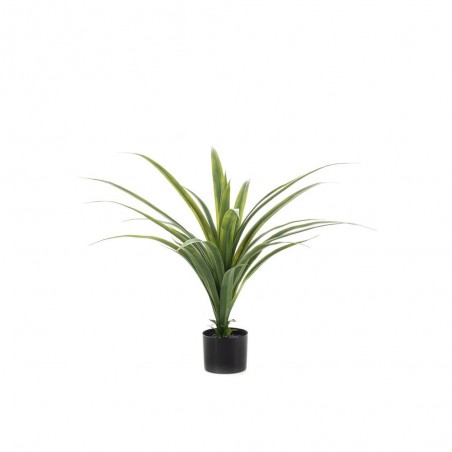 DRACENA UV 80CM MACETA