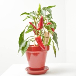 MILD CHILI RED M-14