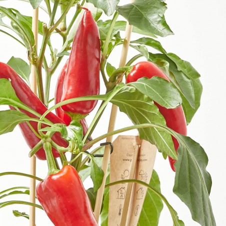 MILD CHILI RED M-14