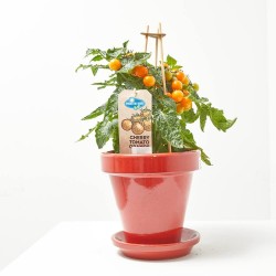 CHERRY TOMATO ORANGE M-14
