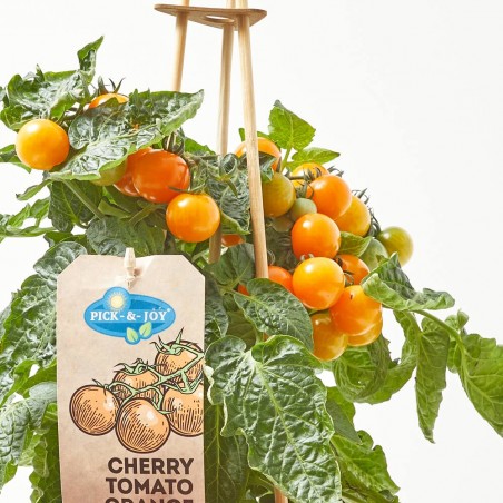 CHERRY TOMATO ORANGE M-14