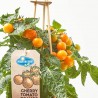 CHERRY TOMATO ORANGE M-14
