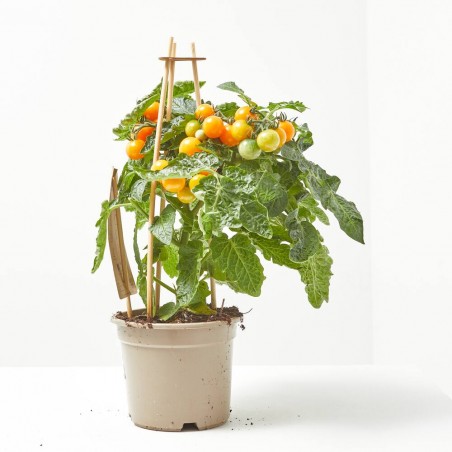 CHERRY TOMATO ORANGE M-14