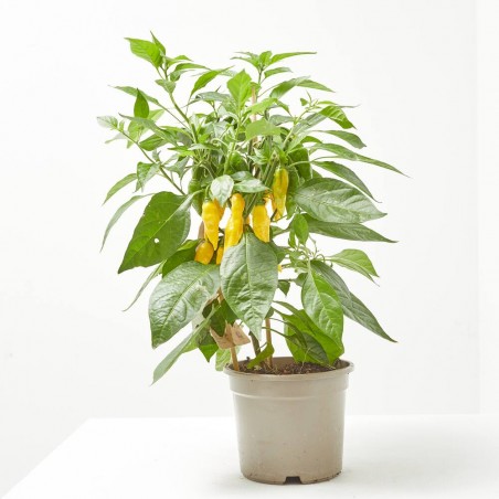 HOT CHILI YELLOW M-14