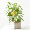 HOT CHILI YELLOW M-14