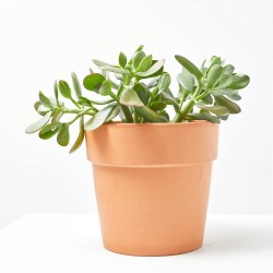 CRASULA OVATA SUNSET MACETA 15CM