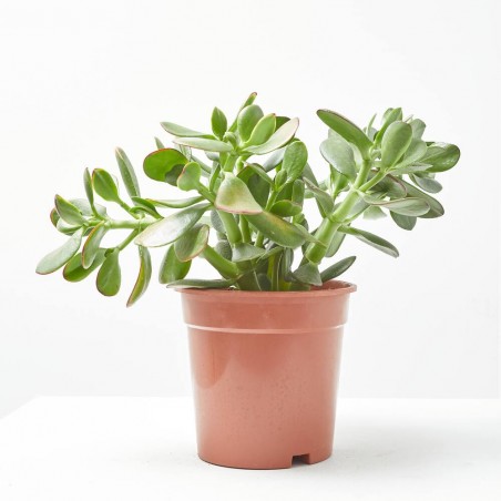 CRASULA OVATA SUNSET MACETA 15CM