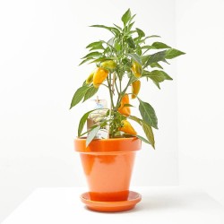 SNACK PEPPER YELLOW MACETA 14CM