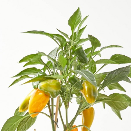 SNACK PEPPER YELLOW MACETA 14CM