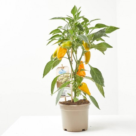SNACK PEPPER YELLOW MACETA 14CM